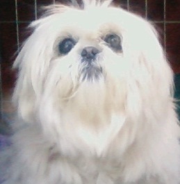 Buffy the dog