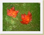 Fall18 * 640 x 480 * (49KB)