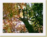 fall06 * 640 x 480 * (49KB)