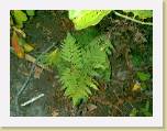 fall11 * 640 x 480 * (49KB)