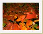 fall16 * 640 x 480 * (48KB)