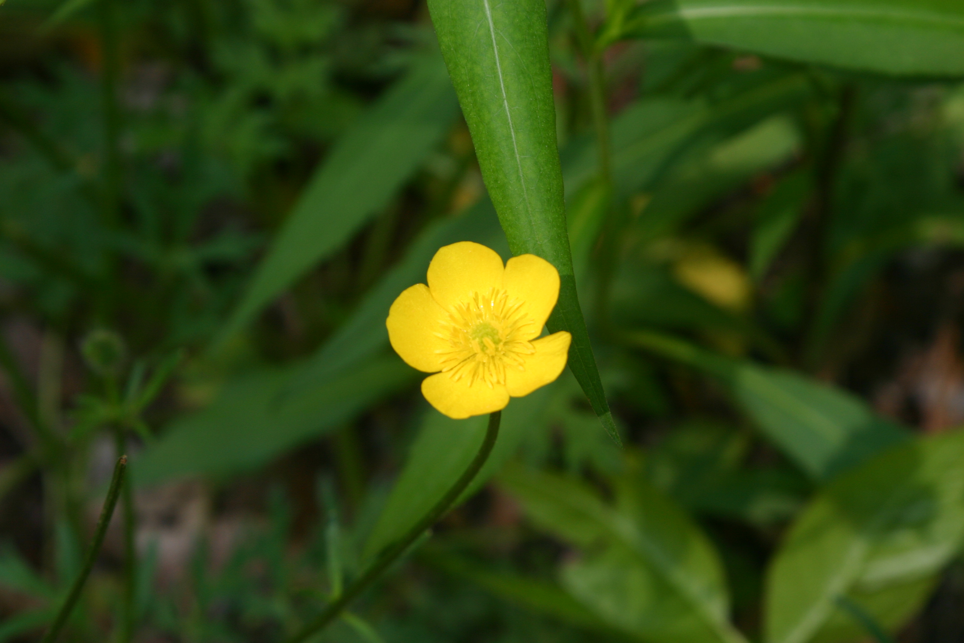 Flowers With Five Yellow Petals Recurved Style On Seed Head Ranunculus Bulbosus L