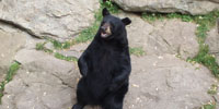Save to your image folder as image05.jpg