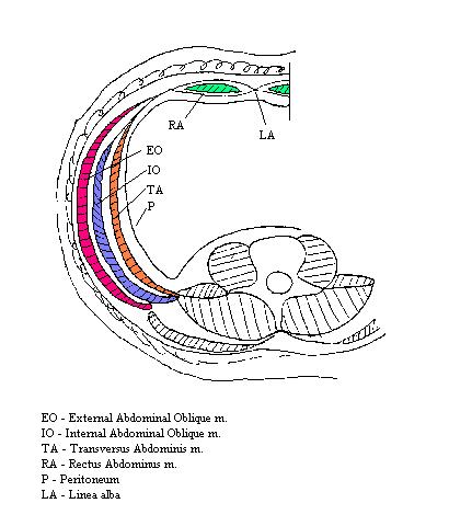 a cross section diagram of the muscles of the abdominal walls