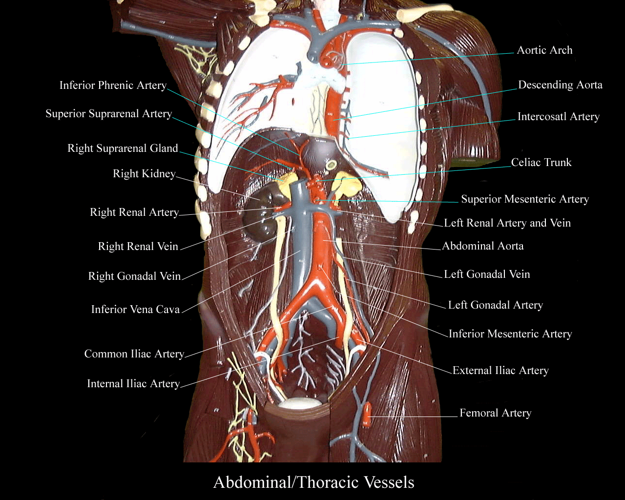 a picture of the abdominal vessels in a torso model