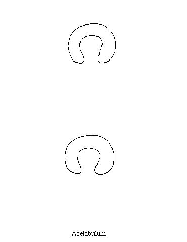 an unlabelled diagram of the structures of the acetabulum