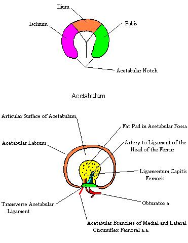 a completed and labeled diagram of the acetabulum