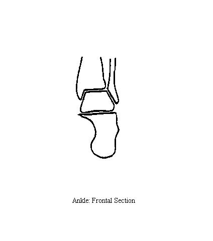 an unlabeled diagrams of the bones of the ankle in frontal section