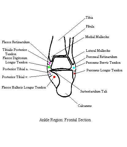 a labeled diagrams of the bones of the ankle in frontal section