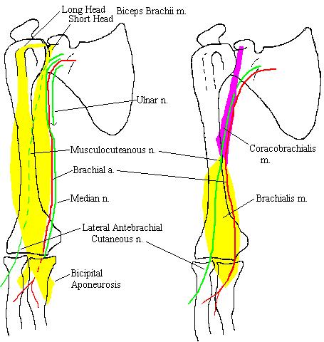 a completed diagram of the structures of the arm