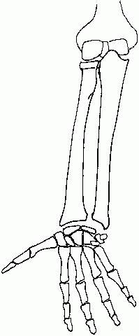 an unlabeld diagram of the bones of the forearm from an anterior view