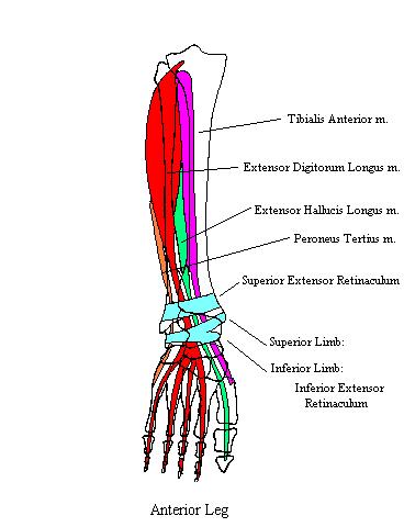 a completed diagram of the structures of the anterior leg
