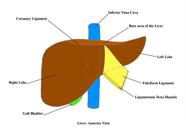 a labeled diagram of an anterior view of a liver