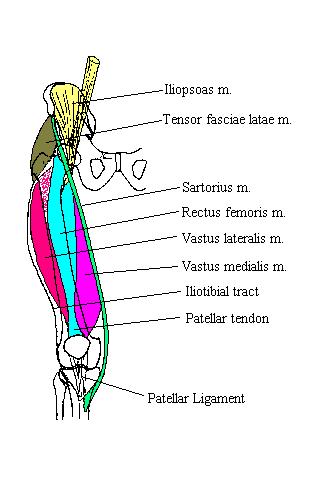 a completed diagram of the superficial layer of muscles in the anterior thigh