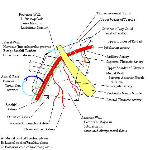 a completed diagram of the structures of the axilla