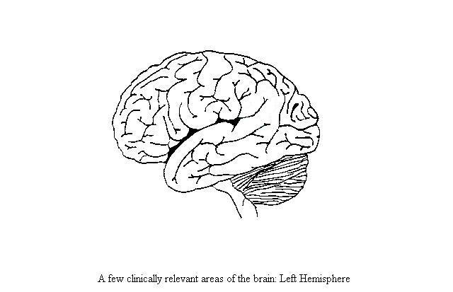 an unlabeled diagram of the left side of the brain to be used to indicate some common brain lesions