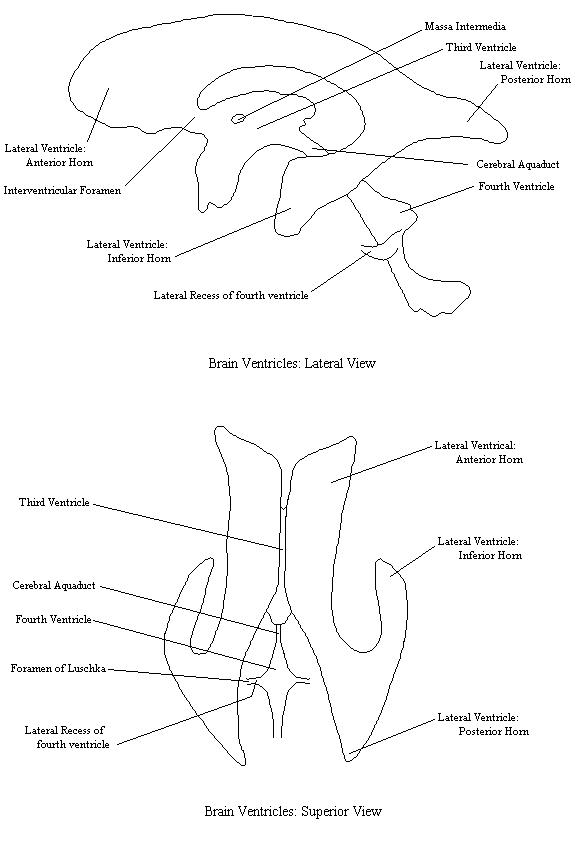 labeled diagrams of lateral and superior views of the ventricles of the brain