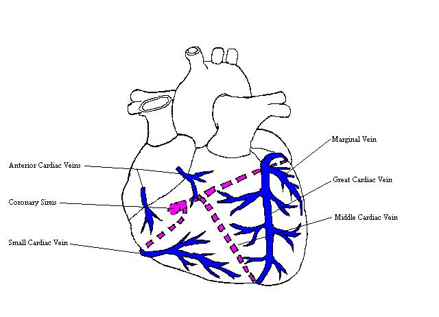a completed diagram of the heart indicating the cardiac veins