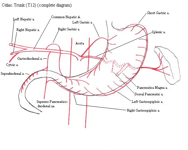 a completed diagram indicating the branching of the celiac trunk