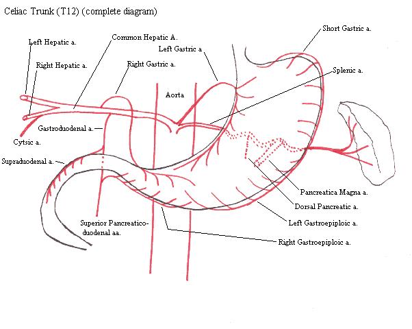 Anatomy Drill and Practice