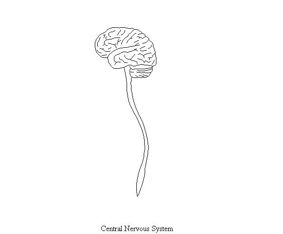 an unlabeled diagram of the major structures of the central nervous system