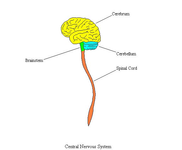 a labeled diagram of the major structures of the central nervous system