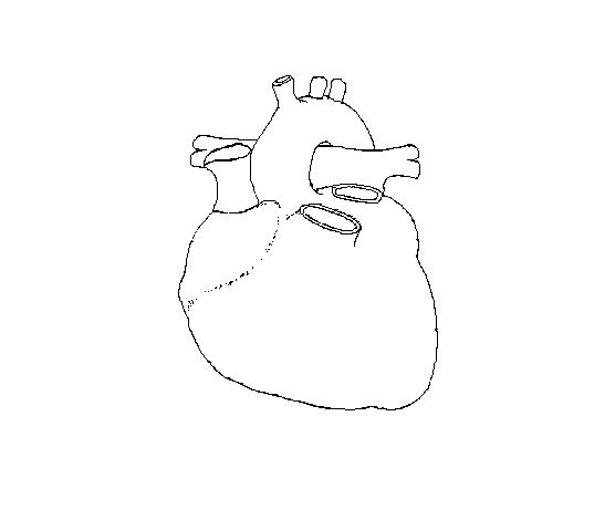  a drawing of the heart on which to draw the coronary arteries