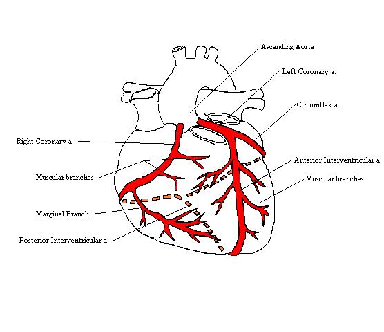  a completed drawing of the coronary arteries