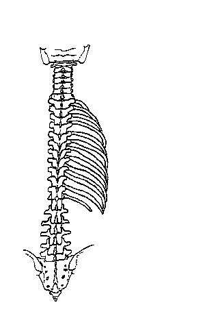 an unlabeled diagram of a posterior view of the human skeleton on which to draw the deep back muscles