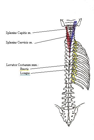 a completed diagram mainly indicating the levator costarum muscles