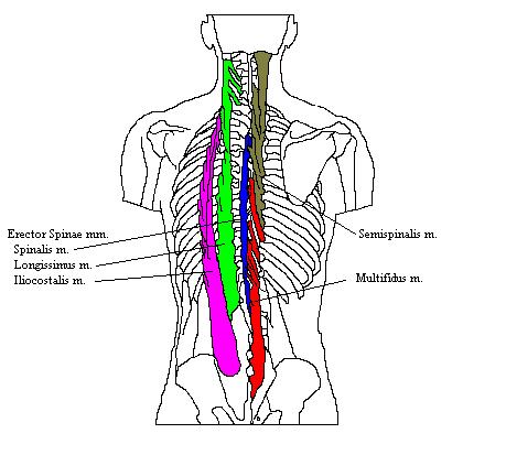 a completed diagram mainly indicating the erector spinae group of muscles