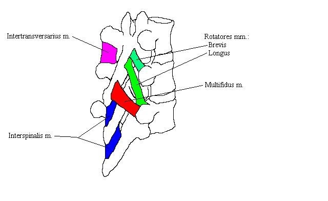a completed diagram mainly indicating the transversospinalis group of muscles