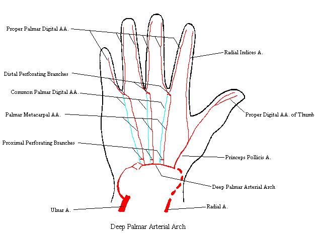 a completed diagram of the deep palmar arterial arch and its branches