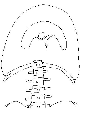 an unlabeld diagram of an inferior view of the diaphragm