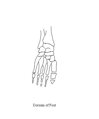 a drawing of the bones of the dorum of the foot