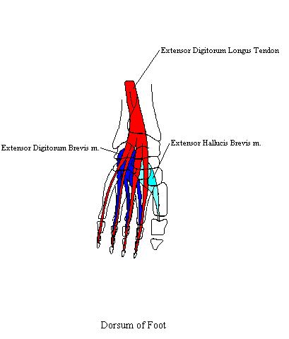 a labeled diagram of the muscles of the dorsum of the foot