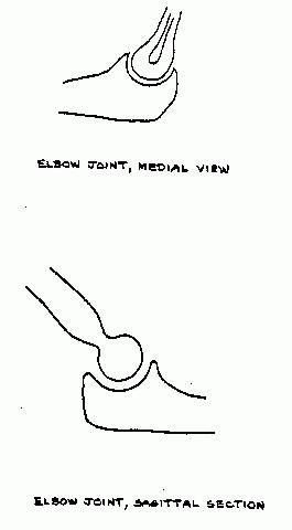 a drawing of the bones of the elbow on which to draw the structures of the elbow joint