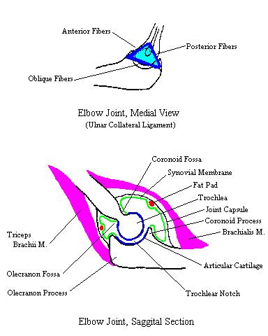 a completed drawing of the structures of the elbow joint