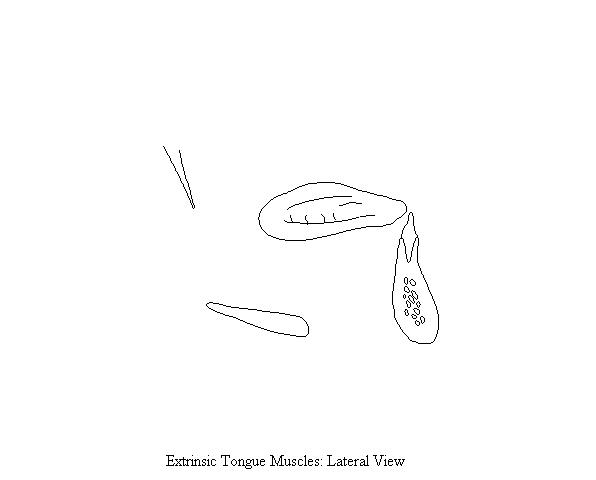 a blank diagram on which to draw the extrinsic muscles of the tongue