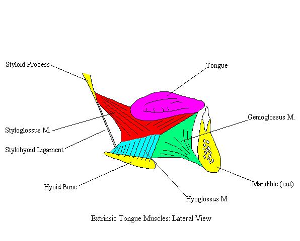 a completed diagram of the extrinsic muscles of the tongue
