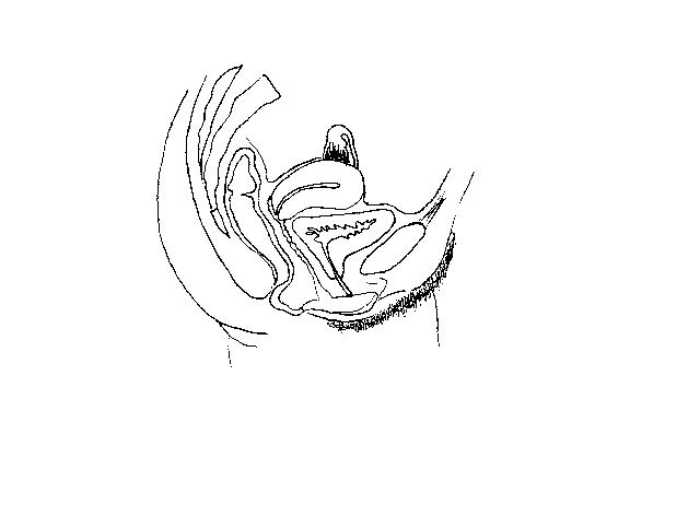 an unlabeled drawing of the female reproductive structures in a midsagittal view