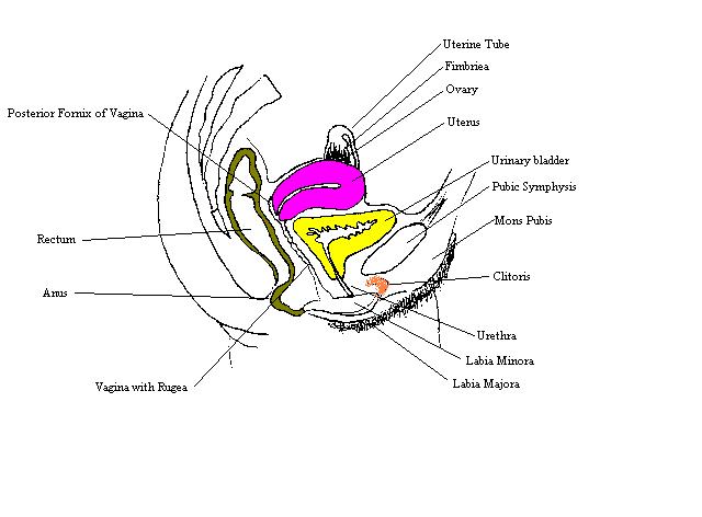a labeled drawing of the female reproductive structures in a midsagittal view