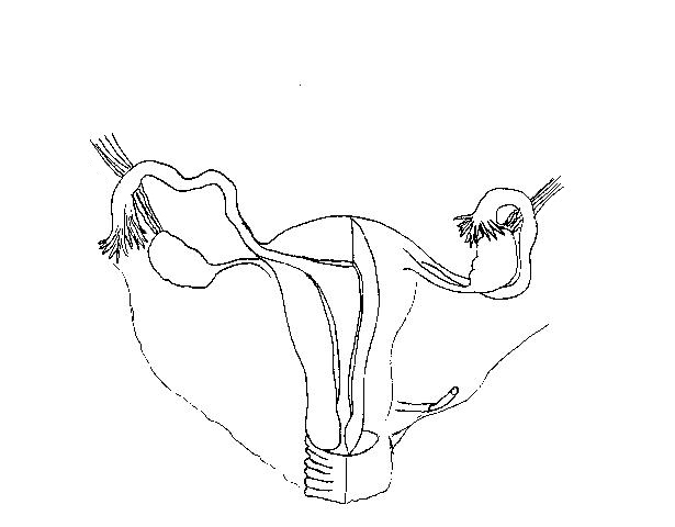 a unlabled drawing of the internal female reproductive structures from an anterior view
