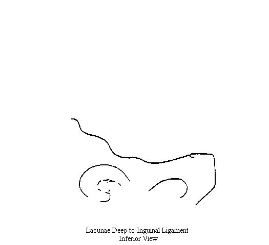 a drawing of the area under the inguinal ligament on which to draw the structures related to the femoral canal