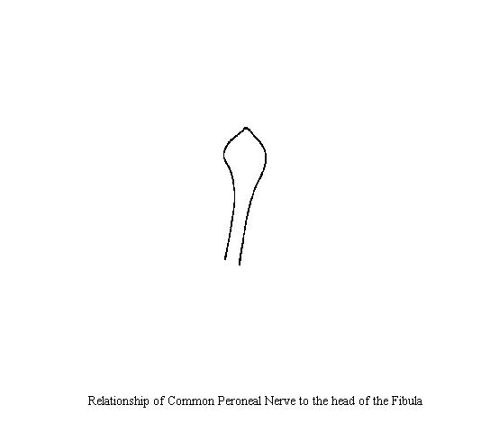 a diagram of the head of the fibula on which to draw the relationship of the commone peroneal nerve