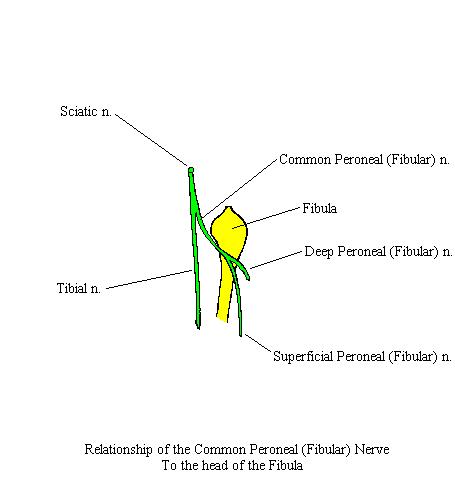 a completed diagram of the head of the fibula indicating its relationship with the commone peroneal nerve