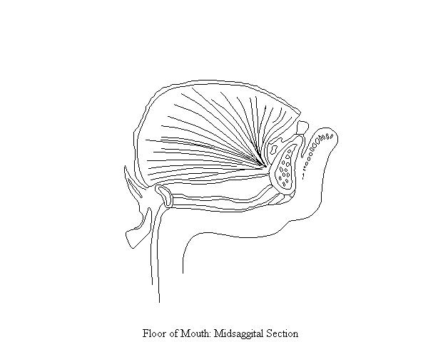 a unlabeled drawing of the floor of the mouth in a midsagittal section