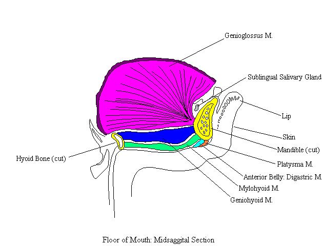 a labeled drawing of the floor of the mouth in a midsagittal section