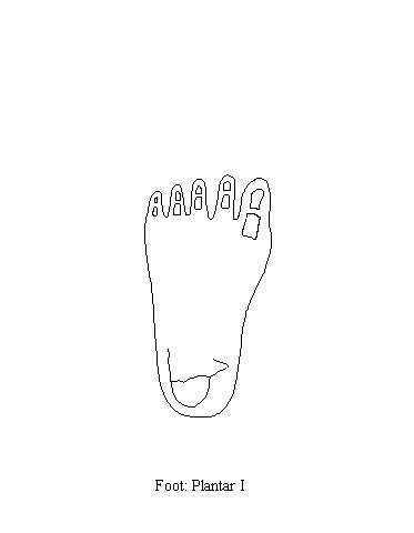 a blank diagram of the plantar surface of the foot on which to draw the muscles of the first plantar layer of the foot