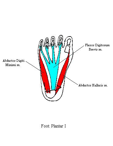 a complete diagram of the first plantar layer of the foot